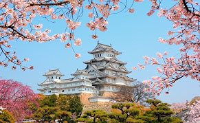Cerisiers du château d’Himeji