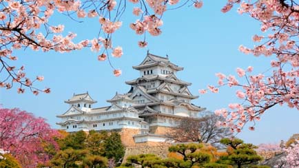 Japan-Himeji-Chateau-cerisiers-sakura