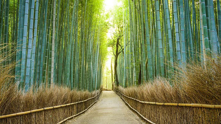 Bambouseraie d’Arashiyama dans l’ouest de Kyoto