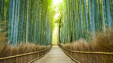 Bambouseraie d’Arashiyama dans l’ouest de Kyoto