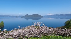 Vue sur les cerisiers du lac Toya