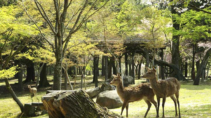 Parc de Nara et ses daims
