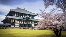 Nara-temple-Todaji-cerisiers