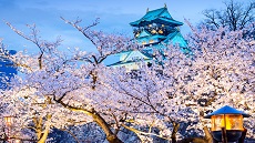 Osaka-cerisiers-château