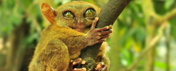 Philippine-animal-branche-nature