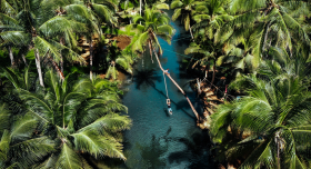 Philippine-palmier-nature-sauvage-liste