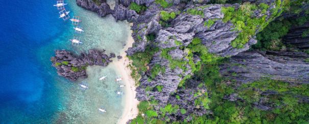 Philippine-palmier-nature-sauvage-liste