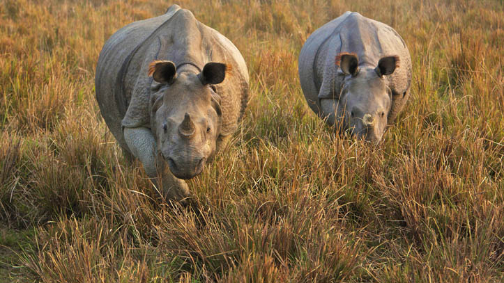 Rhinocéros d’Inde
