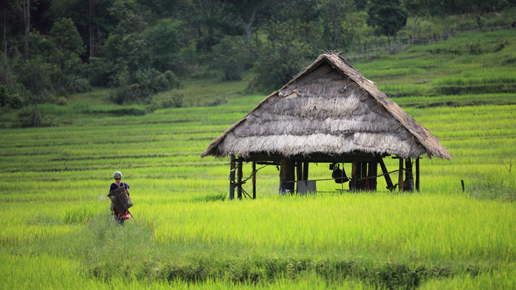 Une rizière verdoyante et fertile au Cambodge