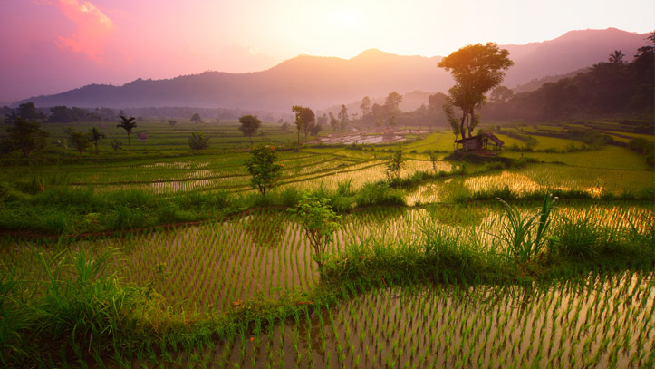 Sidemen terrasses riz bali indonésie