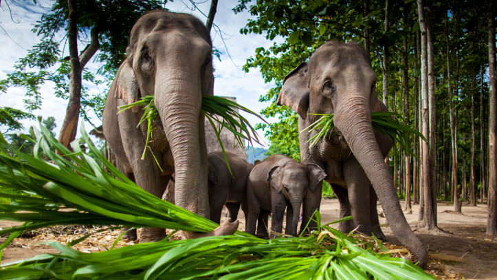 Famille d’éléphants Thai