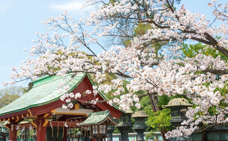 tokyo-cerisier-parc-ueno