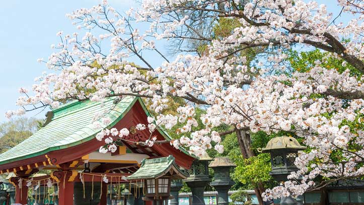 Cerisiers du parc d’Ueno à Tokyo