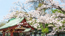 Tokyo-cerisiers-Parc-d-Ueno