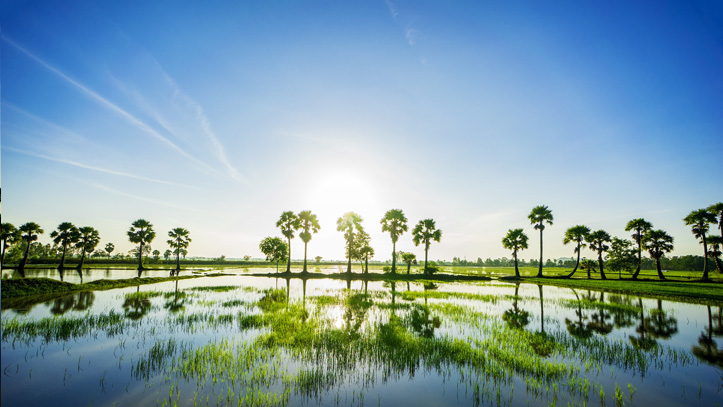 Vietnam-Chau-doc-palmiers-Mekong