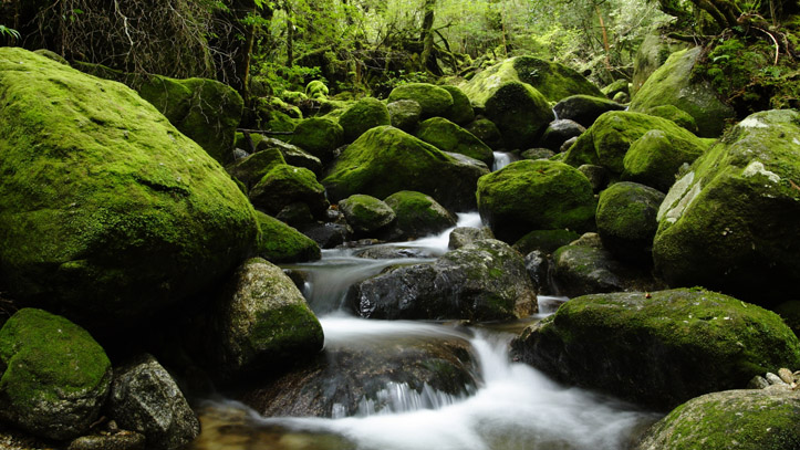 Yakushima-cascade-sauvage