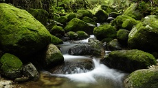 Forêt de l’île de Yaskushima