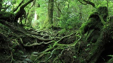 Forêt de cèdre de lîle de Yakushima
