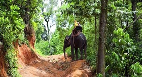 Elephant Birmanie