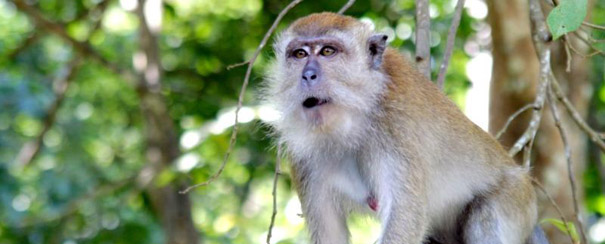 Macaque à queue longue de Borneo