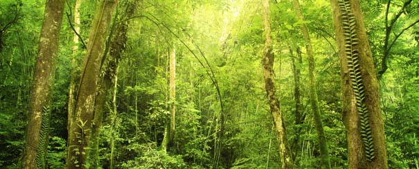 Parc national de Kota Kinabalu
