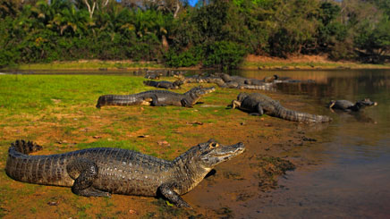 caiman-lac-bresils