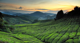Une plantation de thé au coucher du soleil