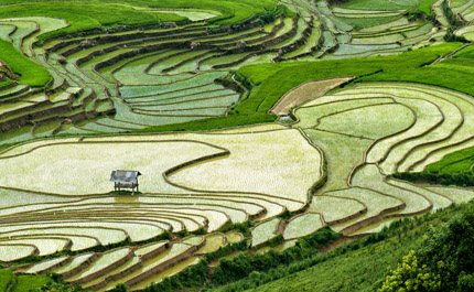champs de riz chine