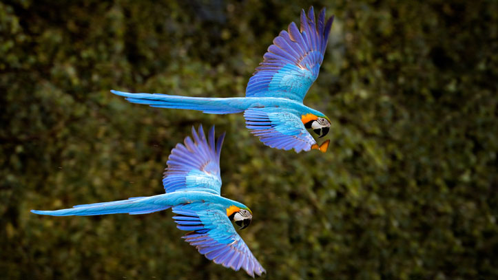 deux-ara-bleu-envole