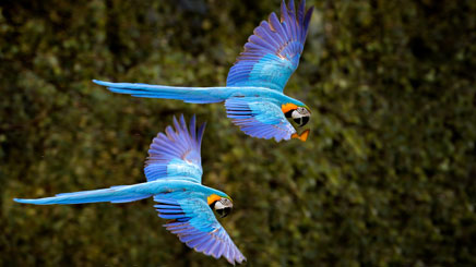 deux-ara-bleu-envoles