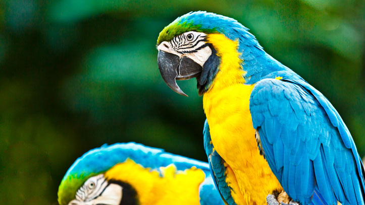 deux-perroquet-bleu-jaune