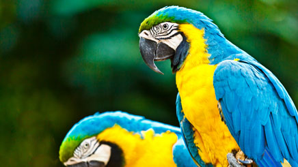 deux-perroquet-bleu-jaunes