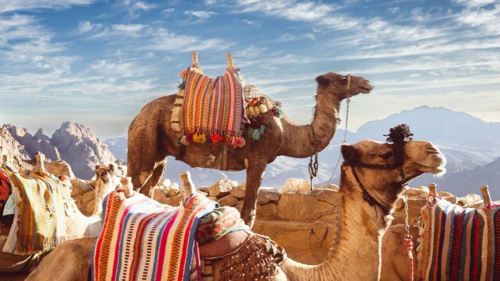 egypte-dromadaire-desert