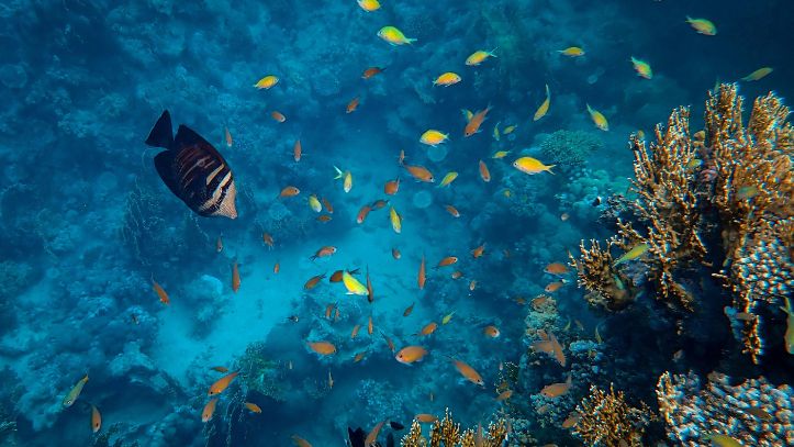 egypte-eau-poisson-coraux