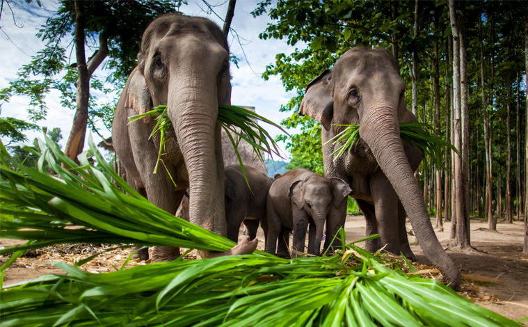 elephant-camp-thailande