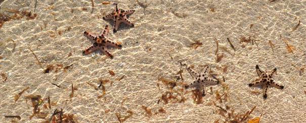 Etoiles de mer aux Visayas