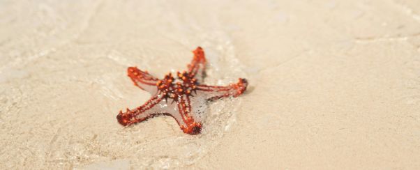 etoile-mer-sable