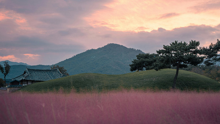 fleurs-rose-gyeongju-coree-du-sud