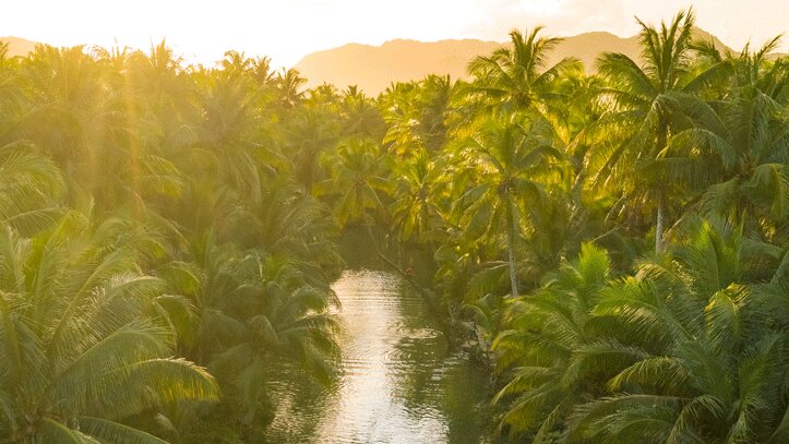 foret-amazonienne-coucher-soleil