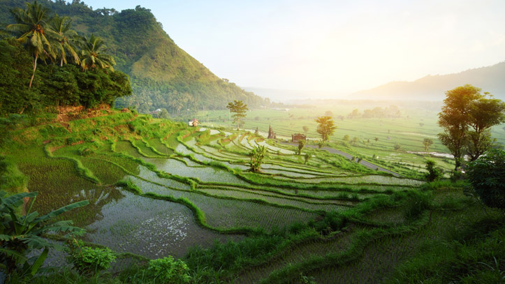Indonésie Bali rizieres