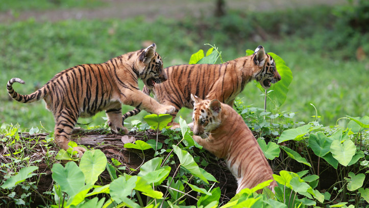 Indonésie bébés tigres