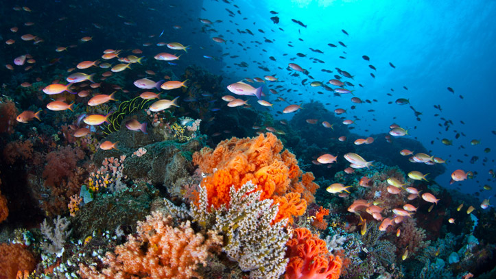 Indonesie plongée poissons