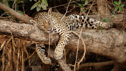 jaguar-allonge-branche-bresils
