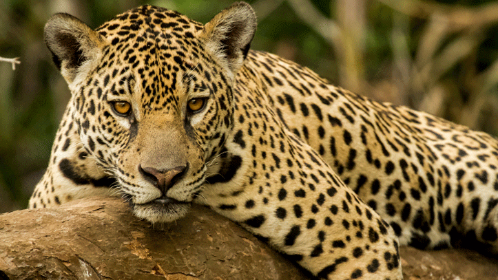 jaguar-allonge-pantanal-liste