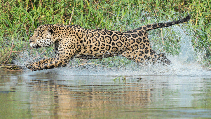 jaguar-riviere-pantanal-mato-grosso