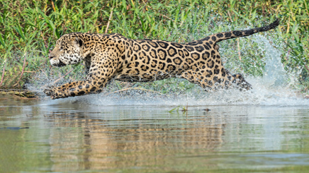 jaguar-riviere-pantanal-mato-grossos