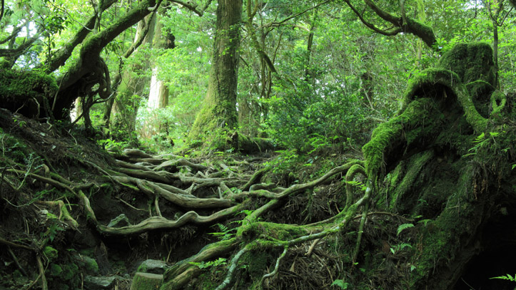 japon-foret-tropicale-cedres