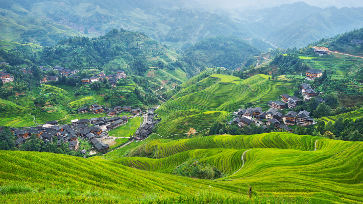 Rizières Chine