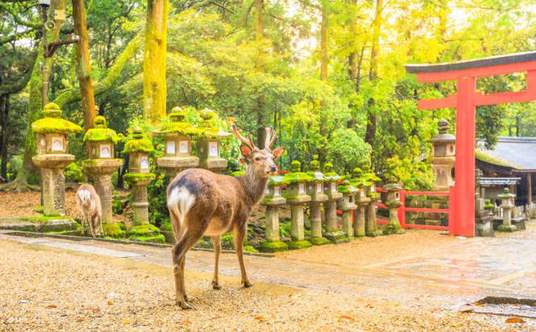 nara-cerf-torii-japon