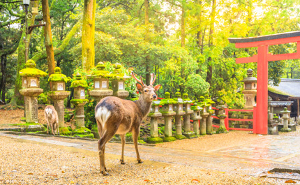  Hakone-Lac-Ashi-et-mont-Fuji